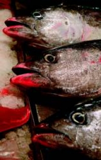Bruselas prohíbe la pesca del atún rojo en el Mediterráneo.- JULIO 2008