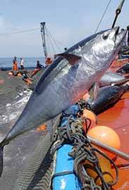 Oceana pide que el exceso de capturas de la almadraba sea liberado .- JULIO 2009